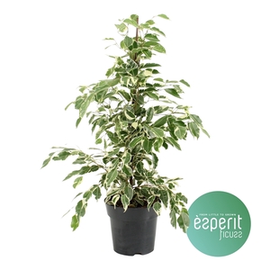 Ficus benjamina Twilight®