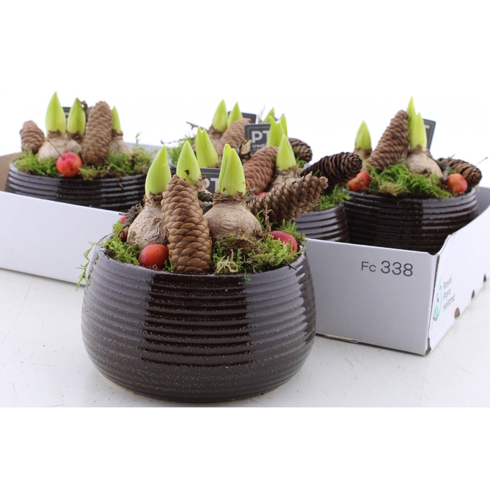 <h4>ARR HYACINTH</h4>