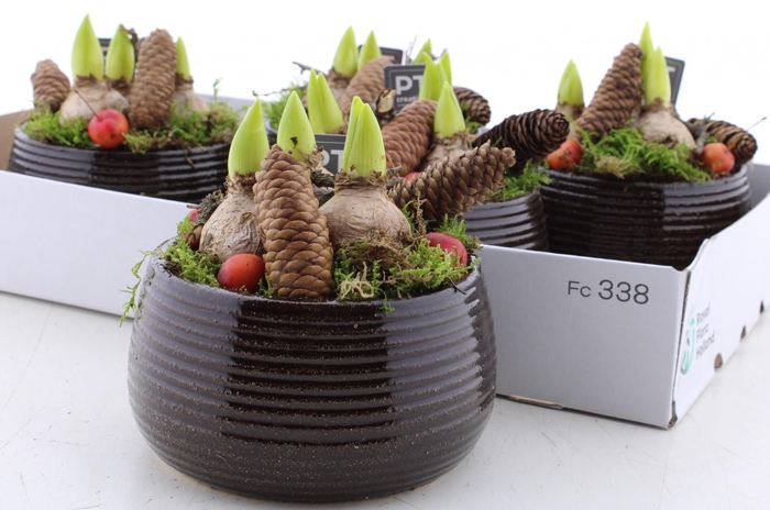 <h4>ARR HYACINTH</h4>