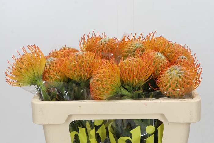 <h4>Nutans Ayoba Sun</h4>