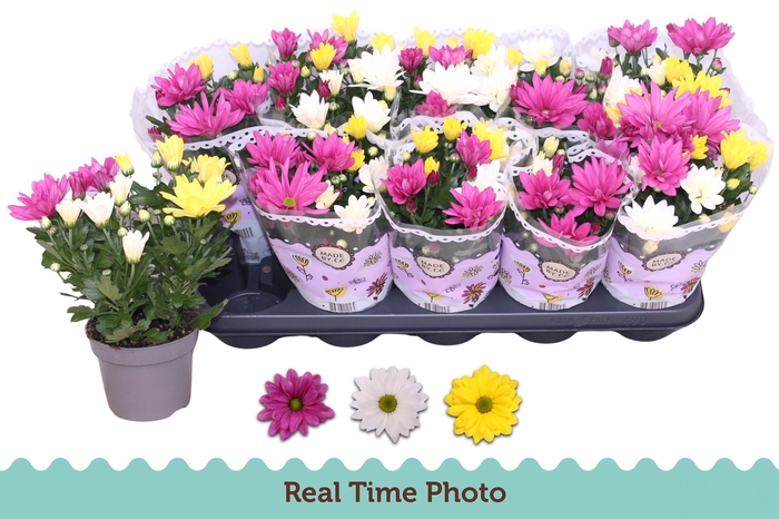 <h4>CHRYS GEM IN POT</h4>