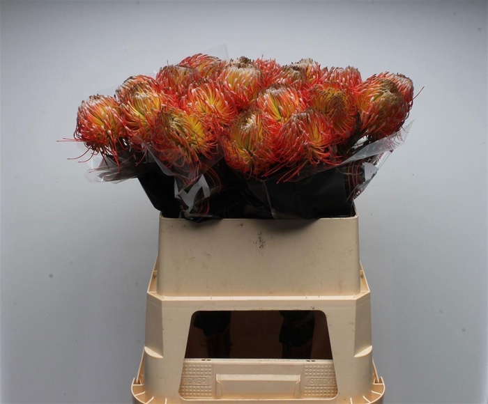 <h4>LEUCO CO OV</h4>