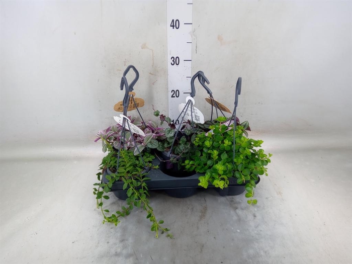 <h4>Planten  ..mix</h4>