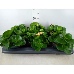 Peperomia obt. 'Green Gold'