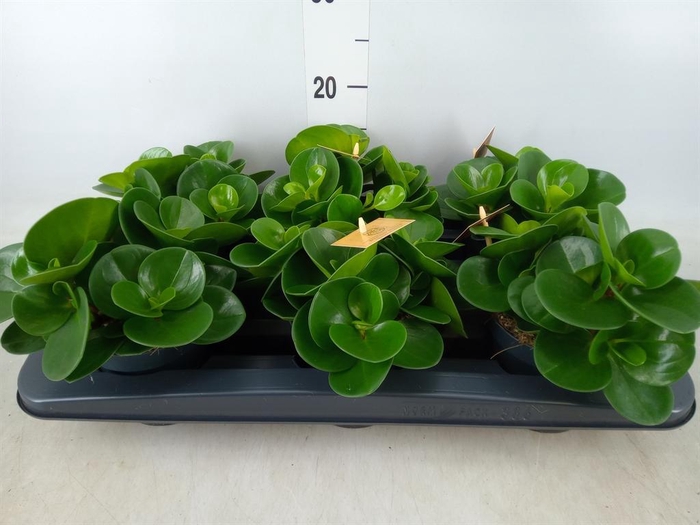 <h4>Peperomia obt. 'Green Gold'</h4>