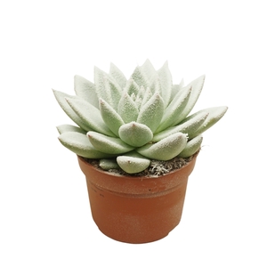 Echeveria gespoten 10,5 cm Snowy wit