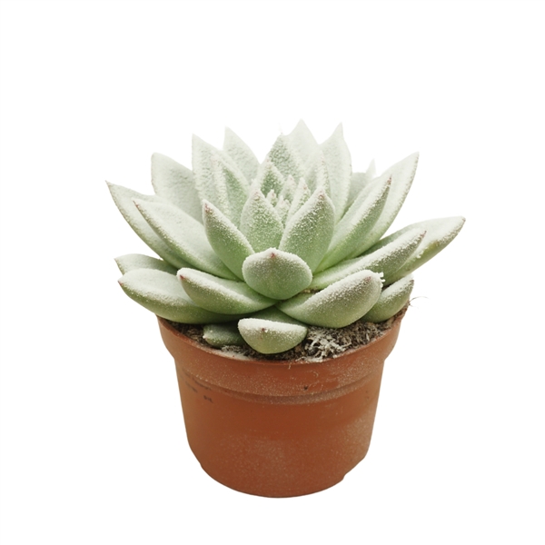 <h4>Echeveria gespoten 10,5 cm Snowy wit</h4>