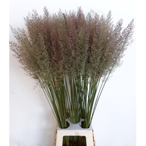 CALAMAGROSTIS BRACHY