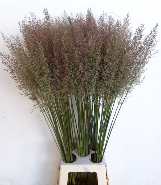 <h4>CALAMAGROSTIS BRACHY</h4>