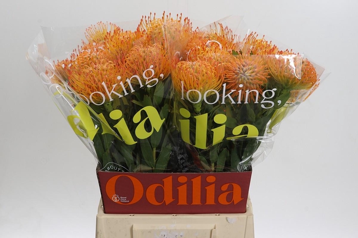 <h4>Nutans Ayoba Sun</h4>