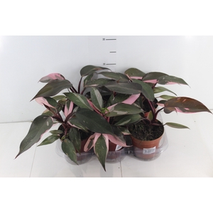 PHILODENDRON PINK PRINCESS P12