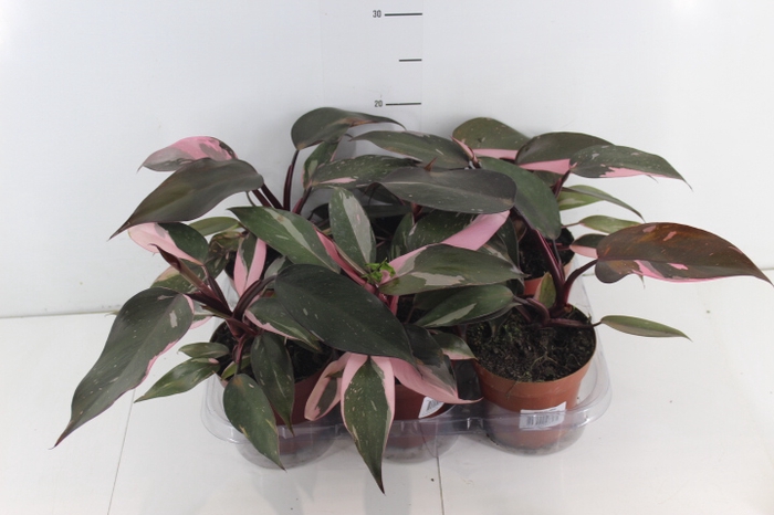 PHILODENDRON PINK PRINCESS P12