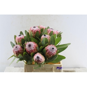 Protea Susara