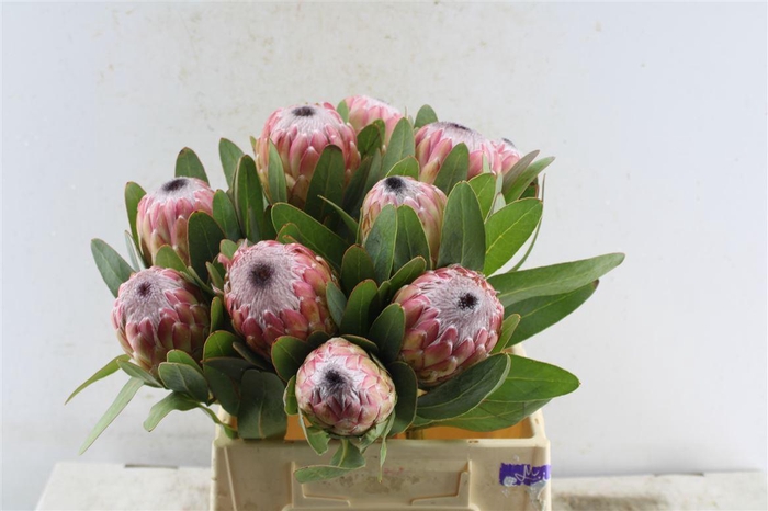 <h4>Protea Susara</h4>