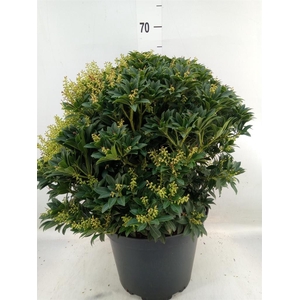 Pieris japonica 'Sarabande'