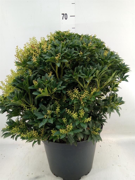 <h4>Pieris japonica 'Sarabande'</h4>