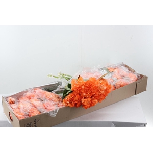 Hydr Light Orange Box