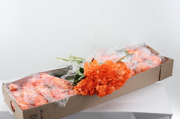 <h4>Hydr Light Orange Box</h4>