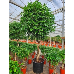 Ficus Exotica