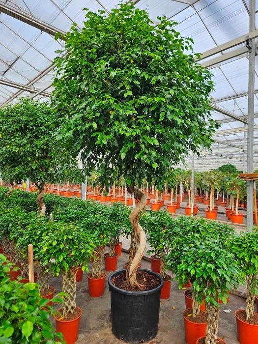 <h4>Ficus Exotica</h4>