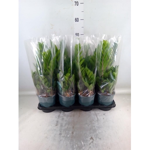 Zamioculcas zamiifolia