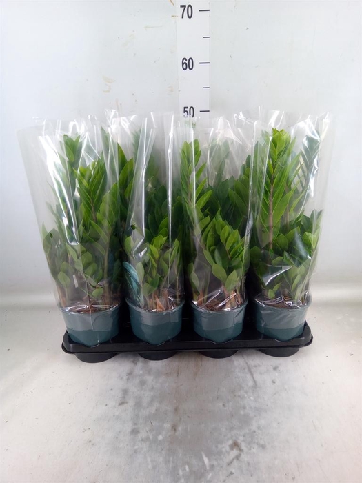 <h4>Zamioculcas zamiifolia</h4>