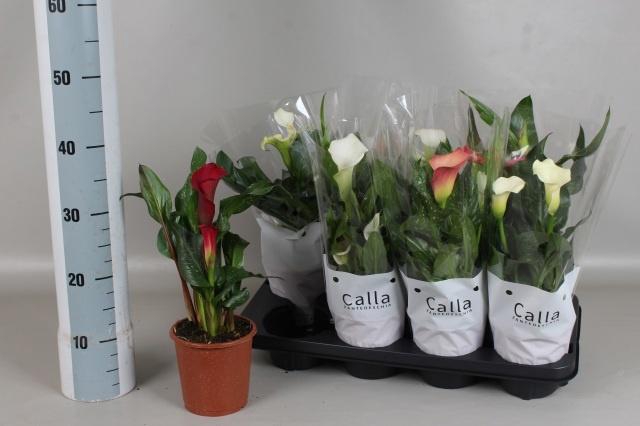 <h4>ZANT GEM 5 KL</h4>