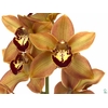 Cymbidium Charly Brown 60 cm X12 Koningshof