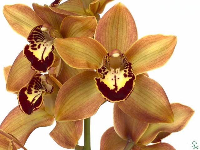 Cymbidium Charly Brown 60 cm X12 Koningshof