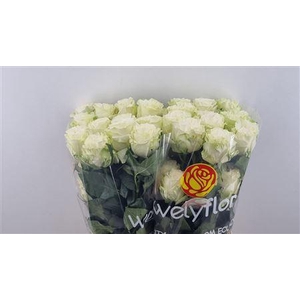 R GR COTTON XPRESSION