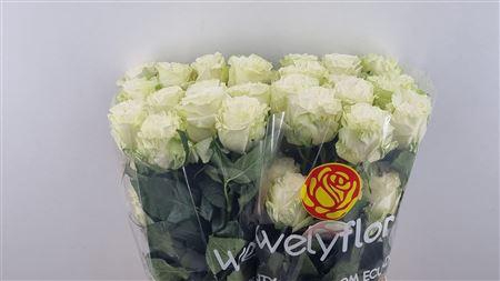 <h4>R GR COTTON XPRESSION</h4>