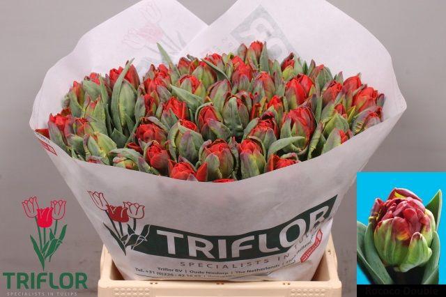 <h4>TU DU ROCOCO DOUBLE</h4>