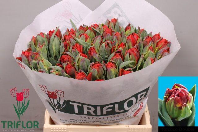 <h4>TU DU ROCOCO DOUBLE</h4>