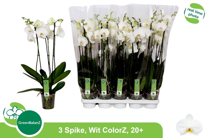 <h4>PHAL OV WIT</h4>