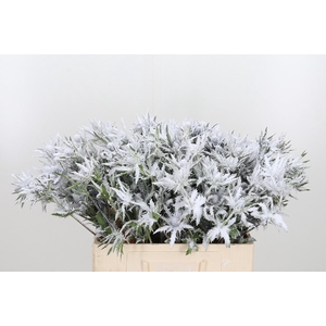 Eryn Orion Kl Bh Sneeuw