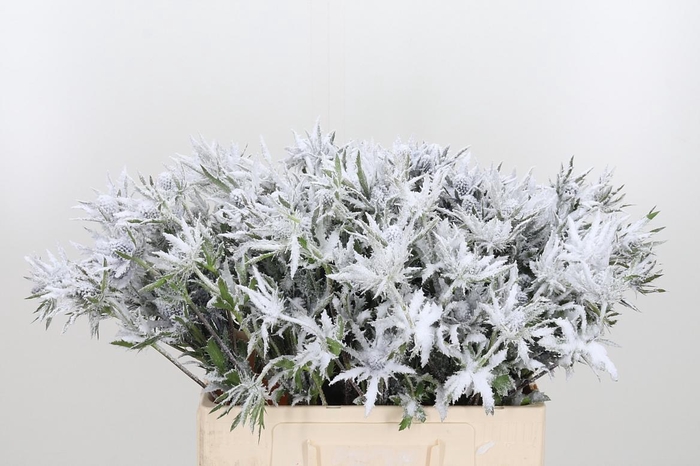 <h4>Eryn Orion Kl Bh Sneeuw</h4>