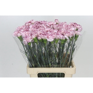 Dianthus St Mudah