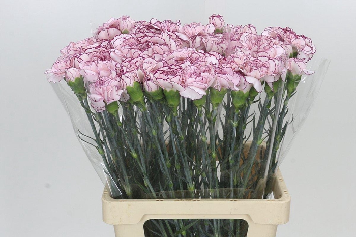 Dianthus St Mudah