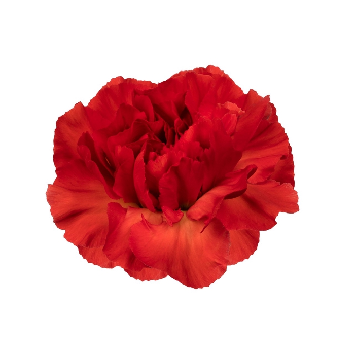 Dianthus St Alhambra
