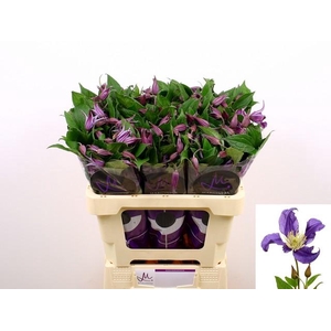 Clematis pirouette