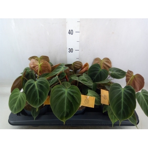 Philodendron   ...