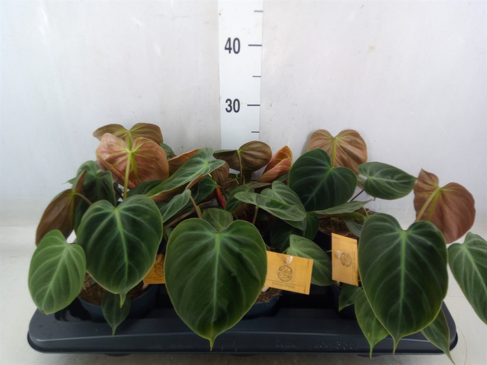 <h4>Philodendron   ...</h4>