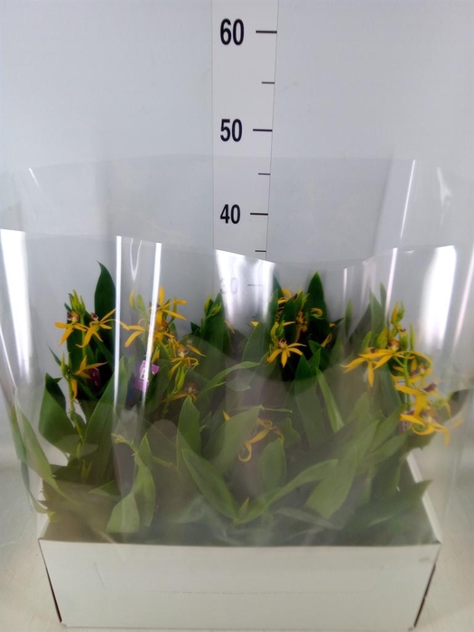 <h4>Orchideeen   ...</h4>