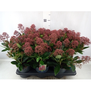 Skimmia jap. 'Rubella'