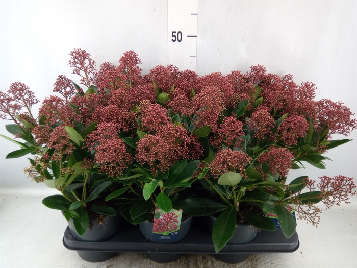 Skimmia jap. 'Rubella'