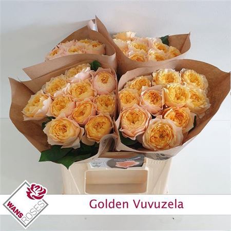 <h4>R Gr Bu Golden Vuvuzela</h4>