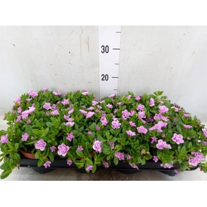 Calibrachoa  'Minifam Dbl Pink'
