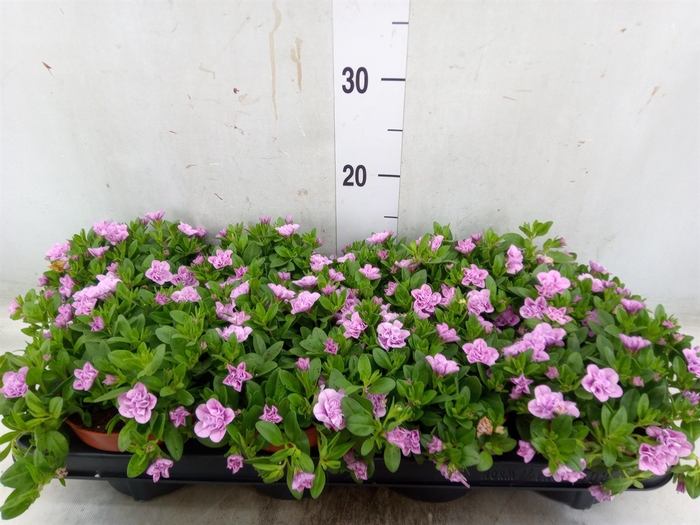 <h4>Calibrachoa  'Minifam Dbl Pink'</h4>