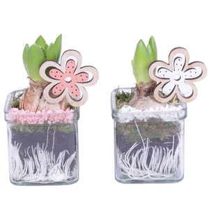 Bulbs Arr. Hyacint Glass Accuglas Square Ø08cm 1PP