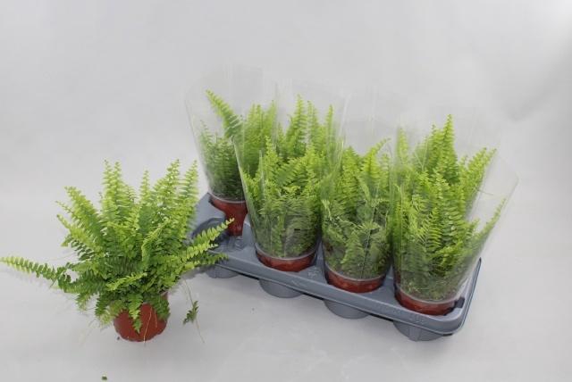 <h4>NEPHR EX GREEN LADY</h4>